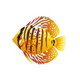 Tiger Discus